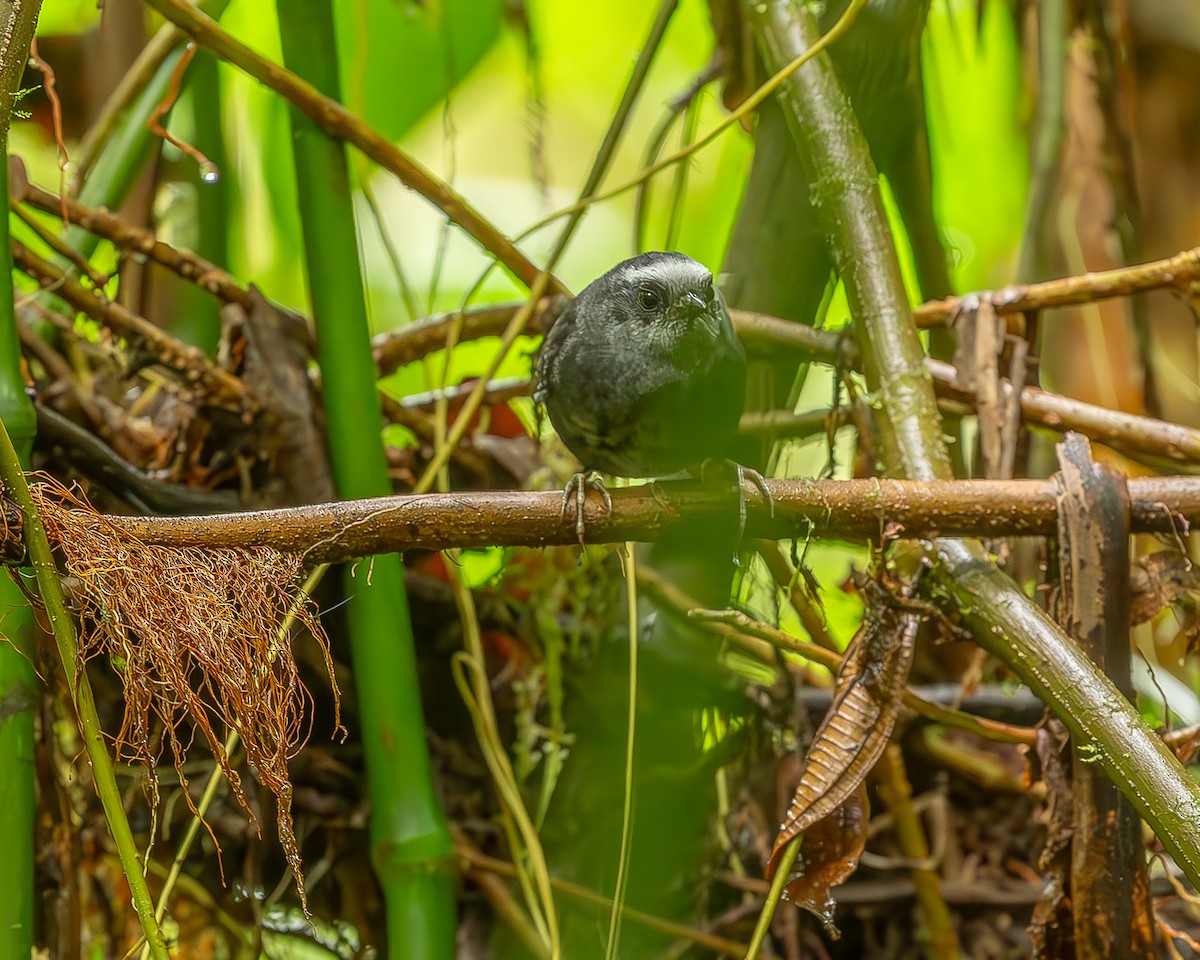 Silvery-fronted Tapaculo - ML620274027