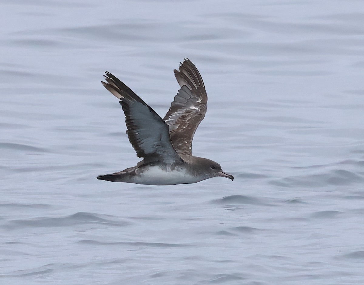 Puffin à pieds roses - ML620274035