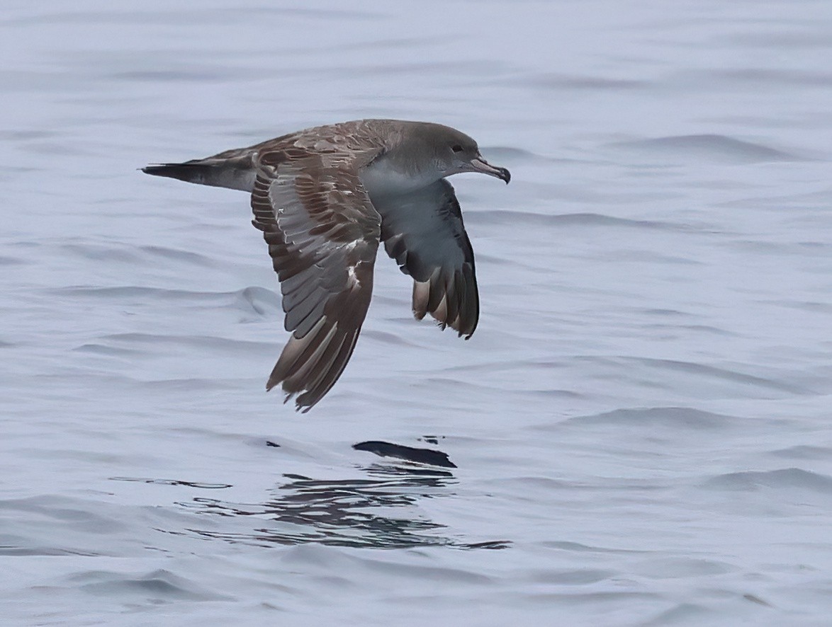Pink-footed Shearwater - ML620274036