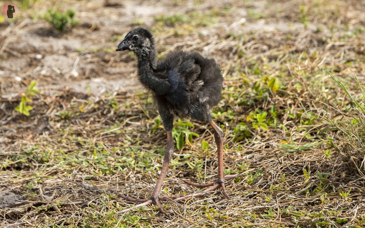 Gray-headed Swamphen - ML620274040