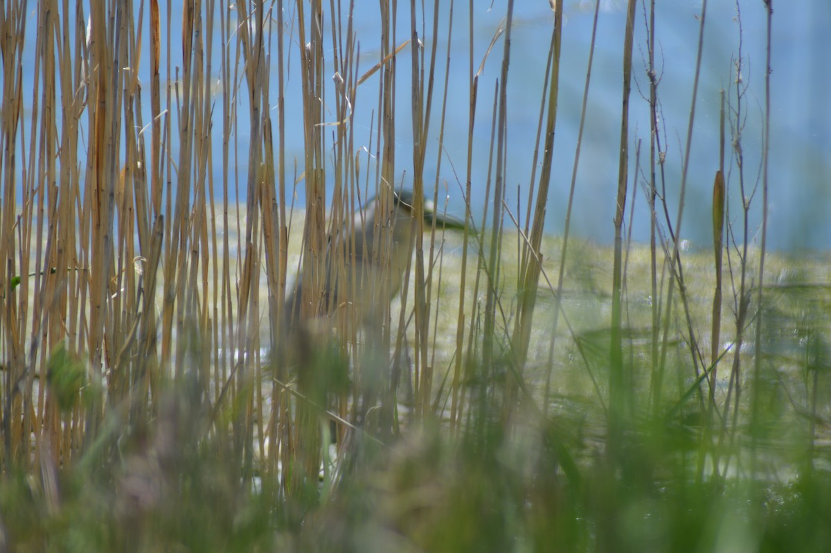 Black-crowned Night Heron - ML620274041