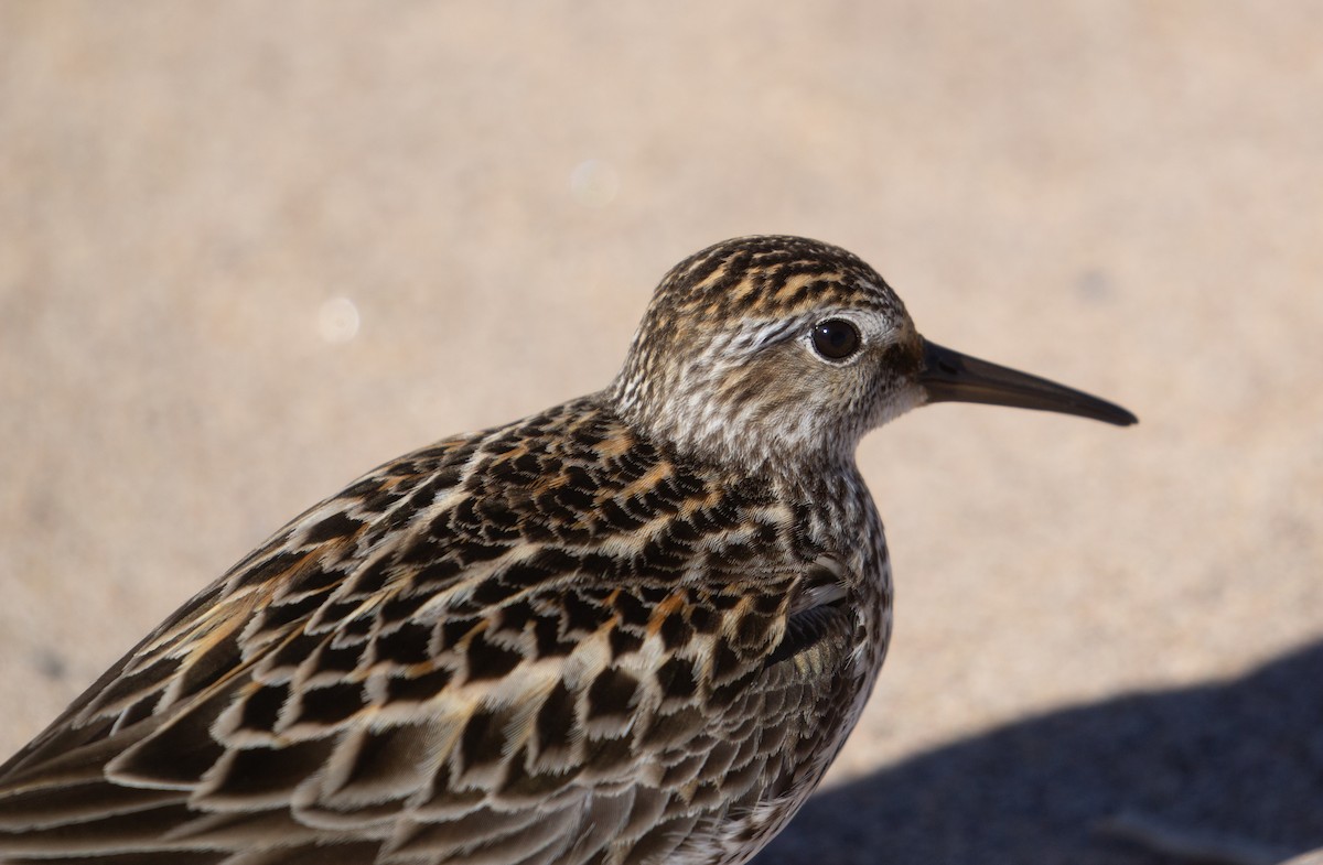 White-rumped Sandpiper - ML620274046