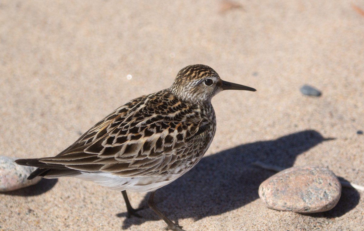 White-rumped Sandpiper - ML620274047