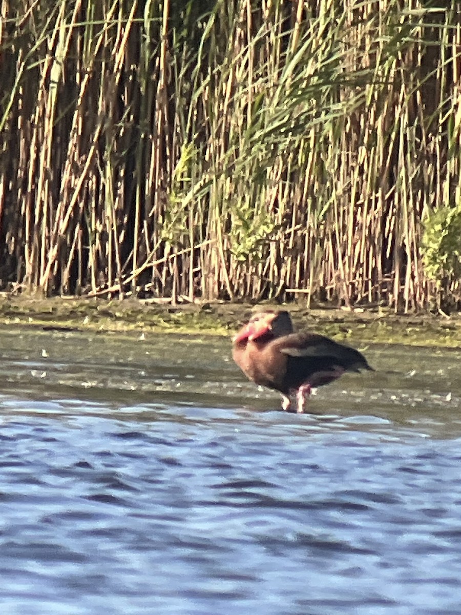 Black-bellied Whistling-Duck - ML620274049