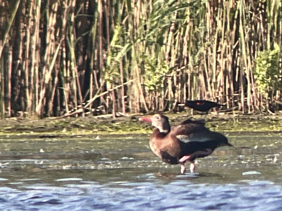 Black-bellied Whistling-Duck - ML620274050