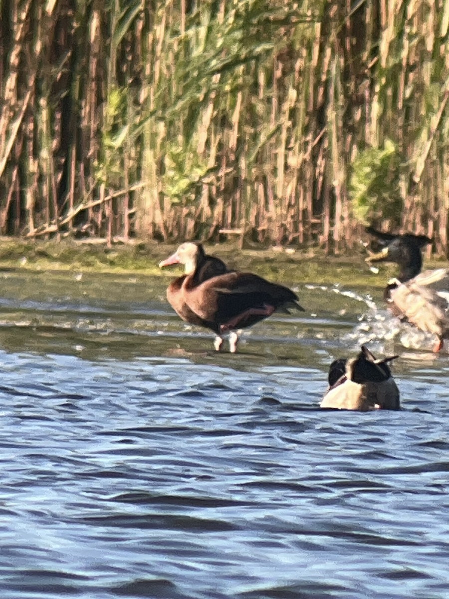 Black-bellied Whistling-Duck - ML620274052