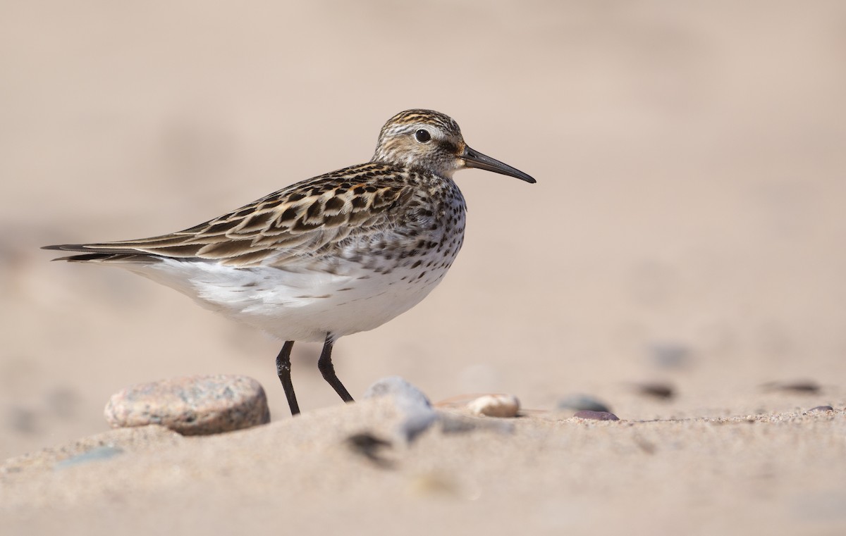 White-rumped Sandpiper - ML620274054