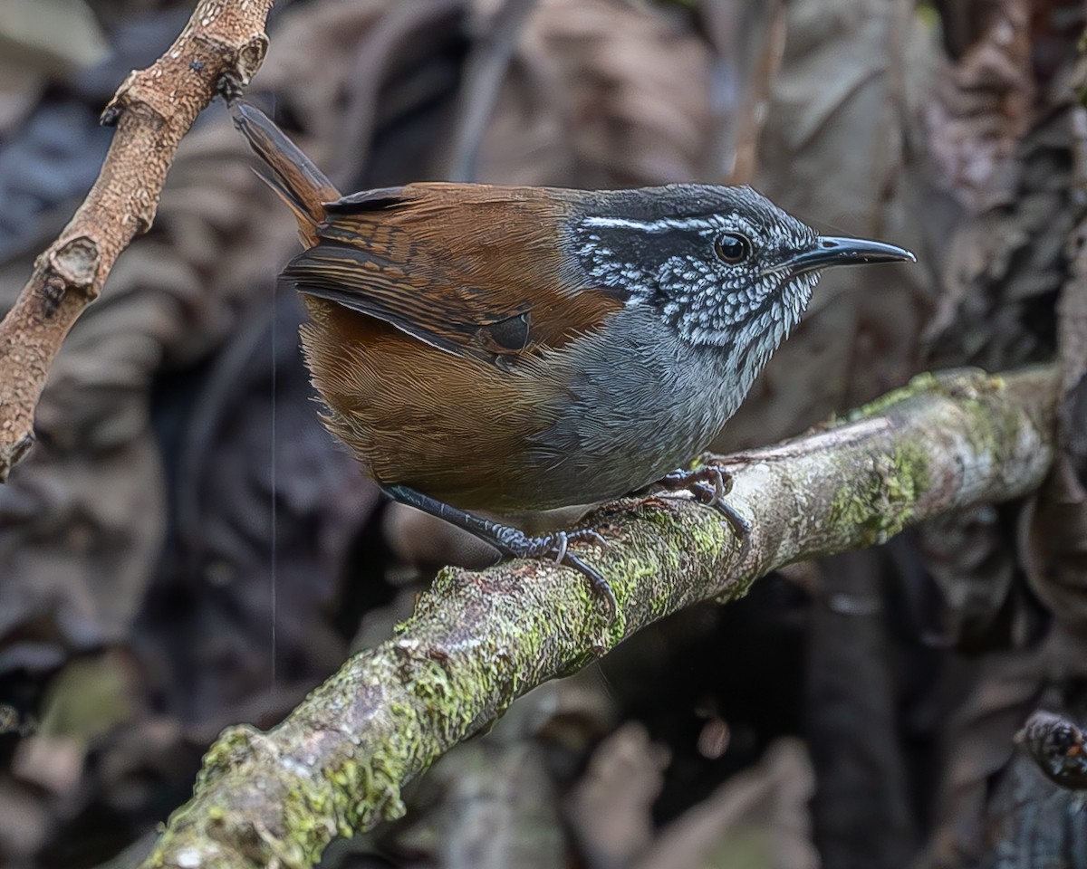 Gray-breasted Wood-Wren - ML620274056