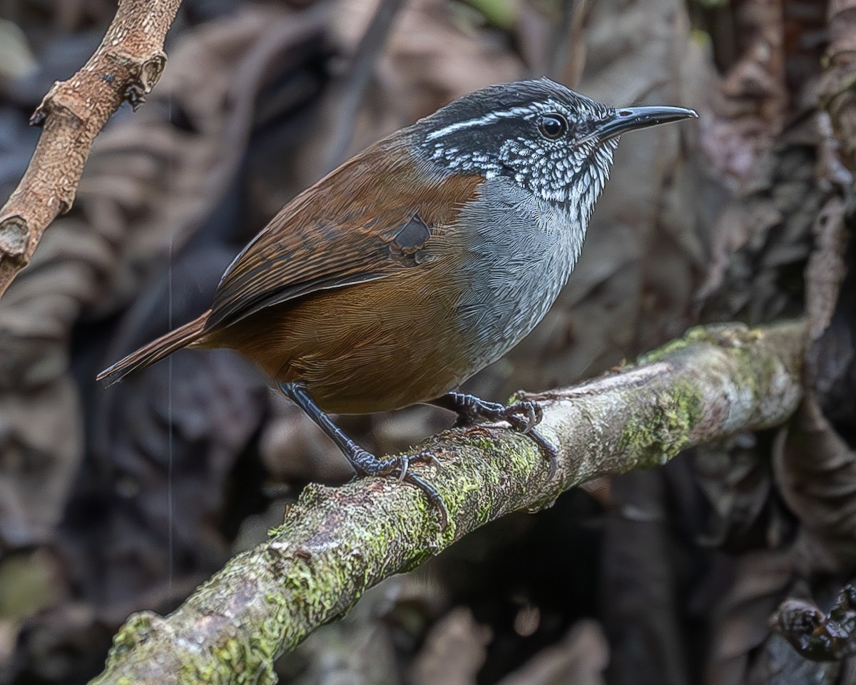 Gray-breasted Wood-Wren - ML620274057