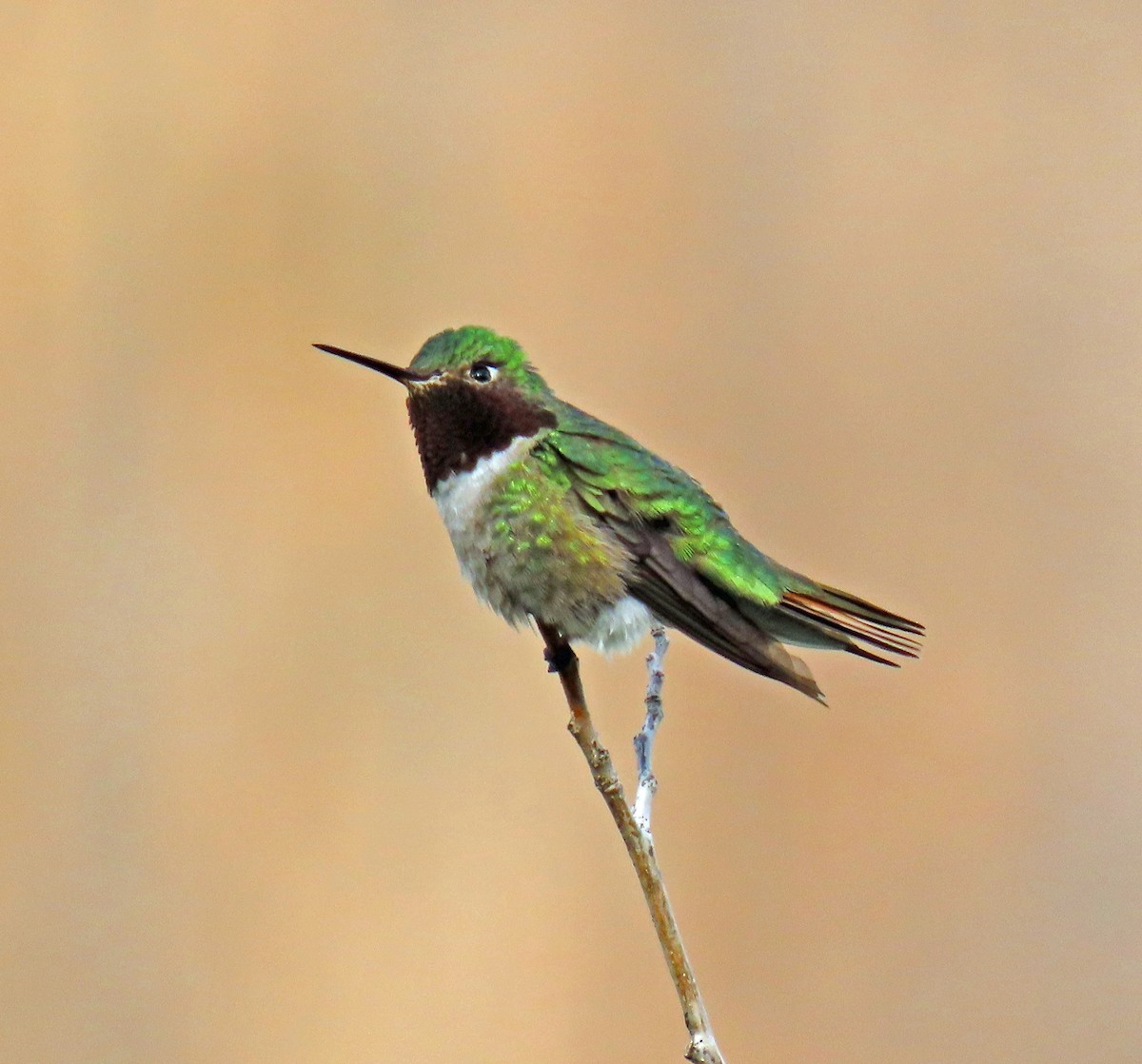 Broad-tailed Hummingbird - ML620274062