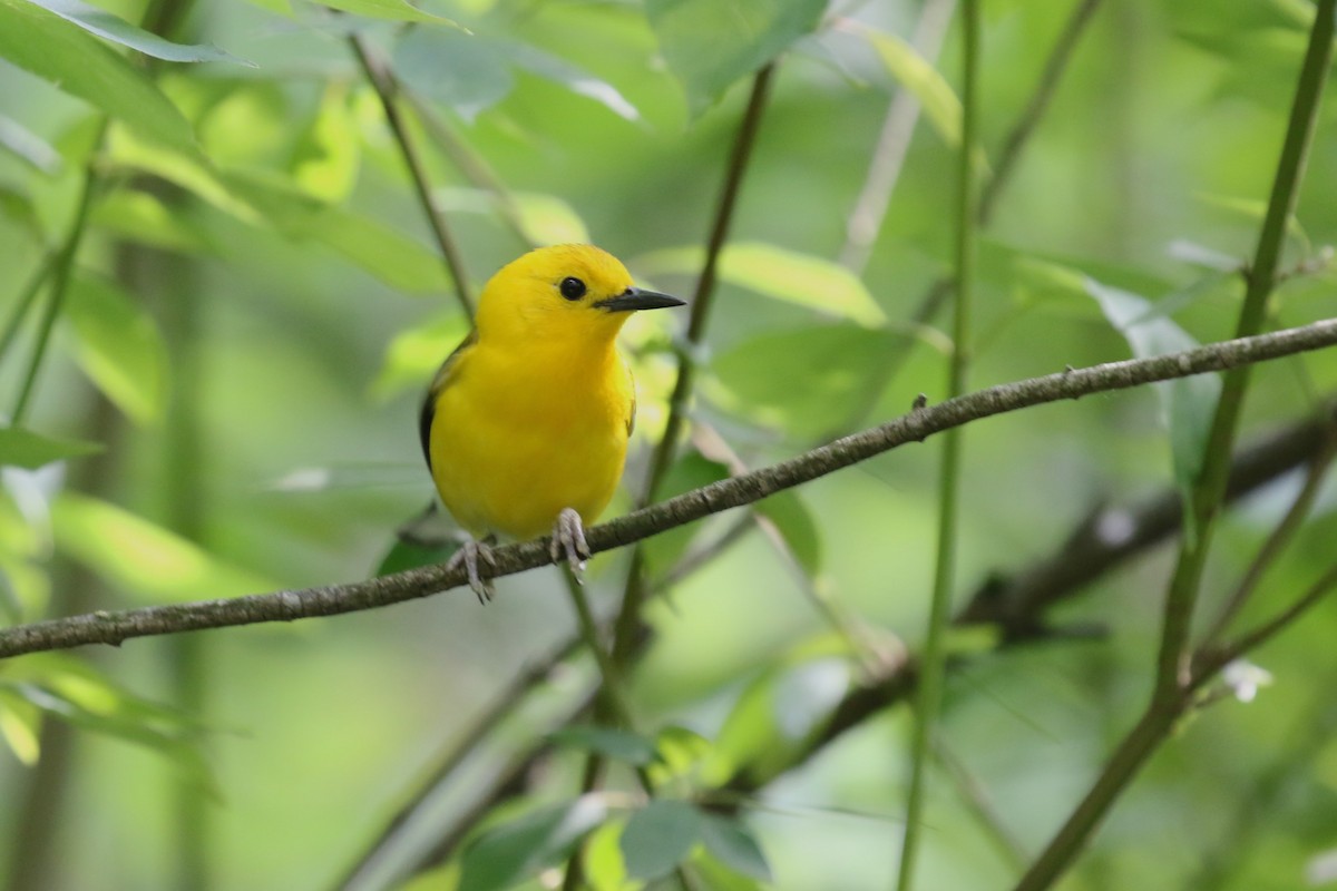 Prothonotary Warbler - ML620274063