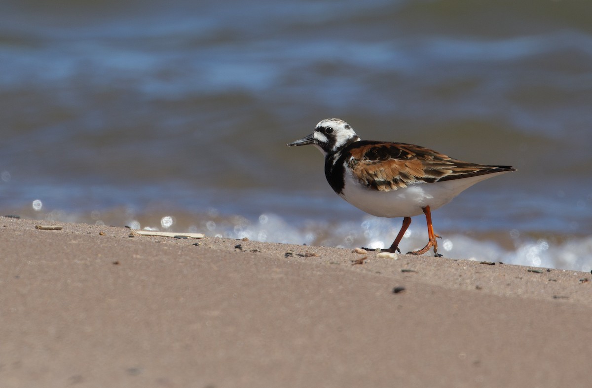 Ruddy Turnstone - ML620274066