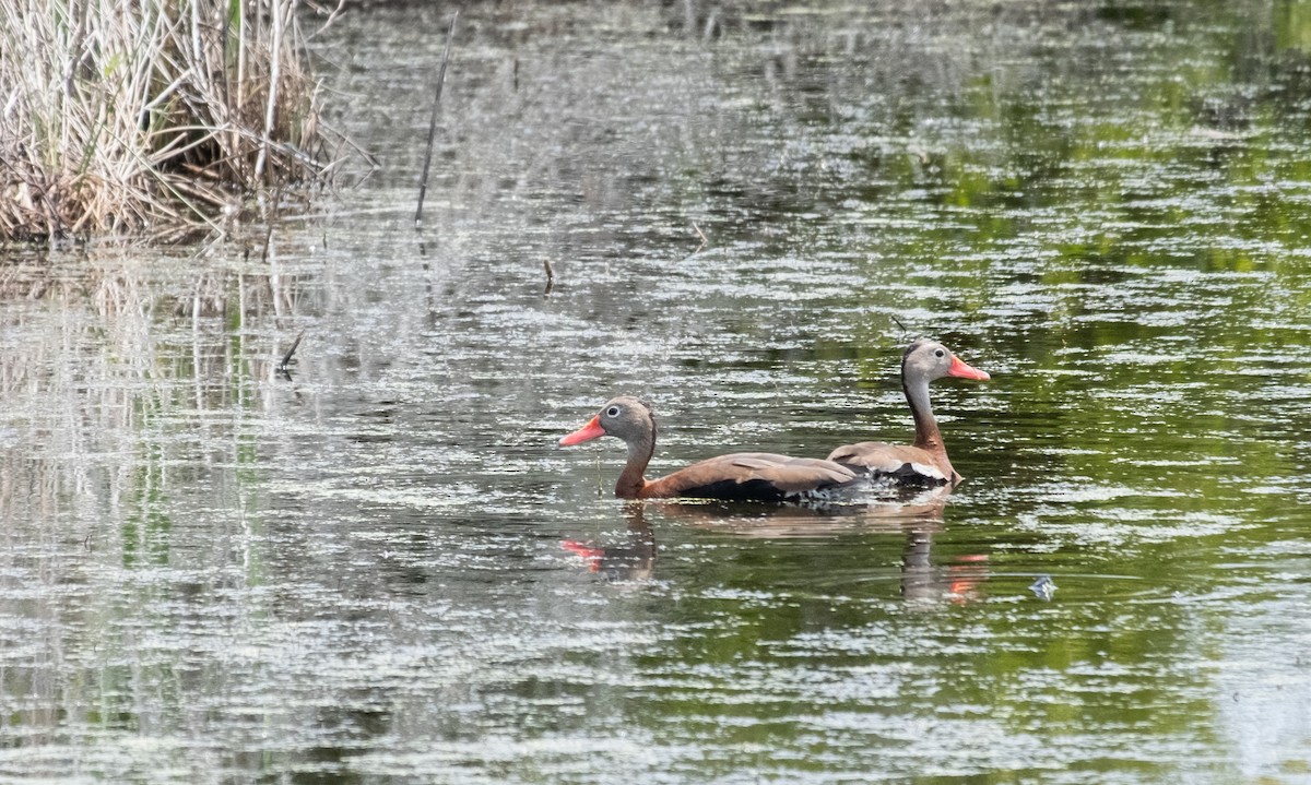 Dendrocygne à ventre noir - ML620274068