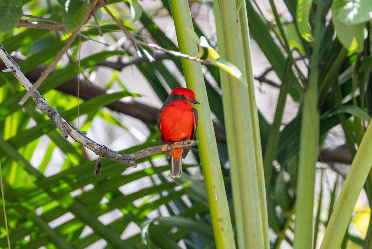 Vermilion Flycatcher - Michelle Martin