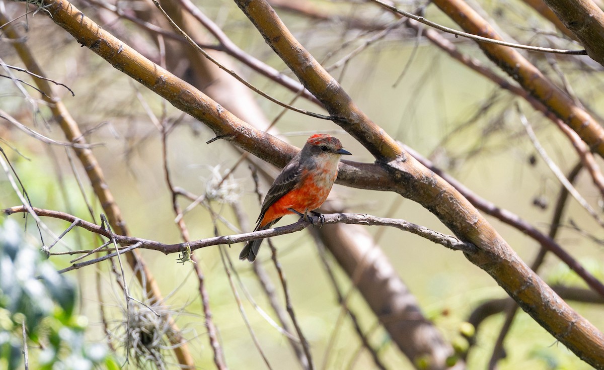 Vermilion Flycatcher - ML620274072