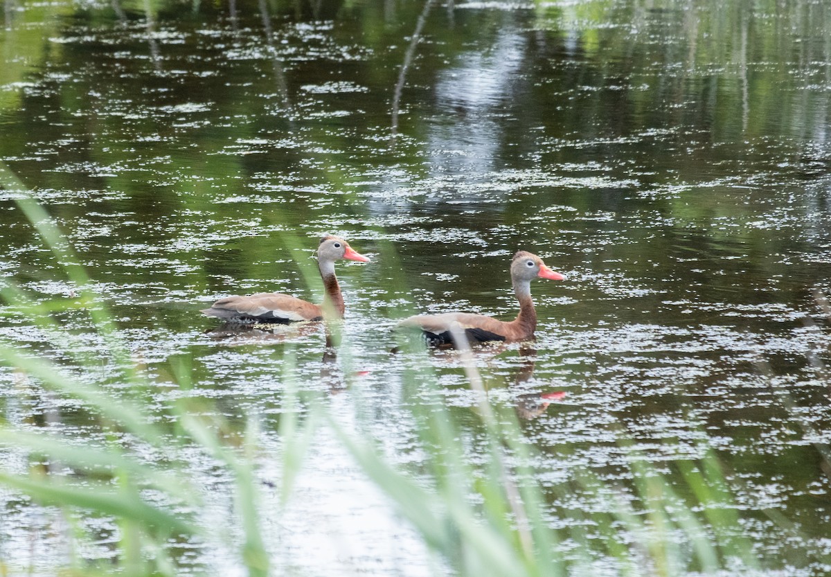 Black-bellied Whistling-Duck - ML620274074