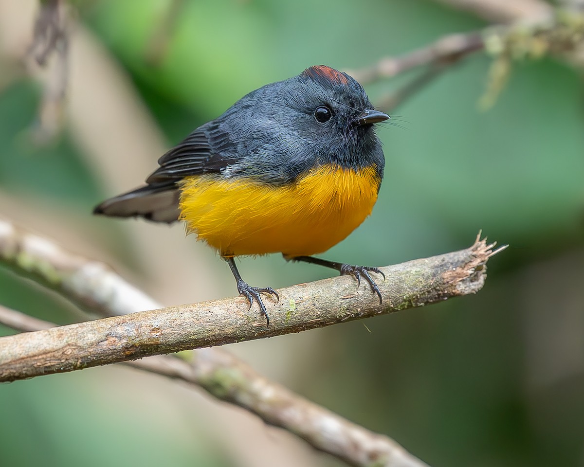 Slate-throated Redstart - ML620274075