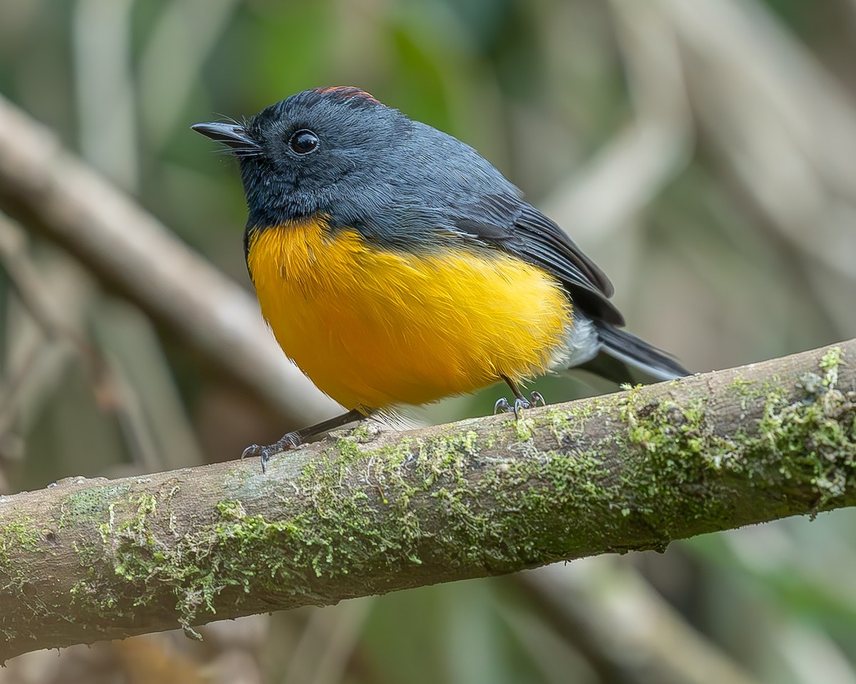 Slate-throated Redstart - ML620274076