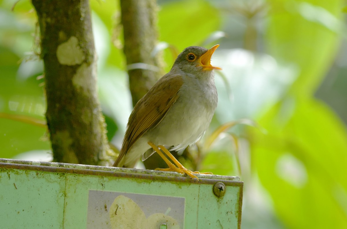 Orange-billed Nightingale-Thrush - ML620274077