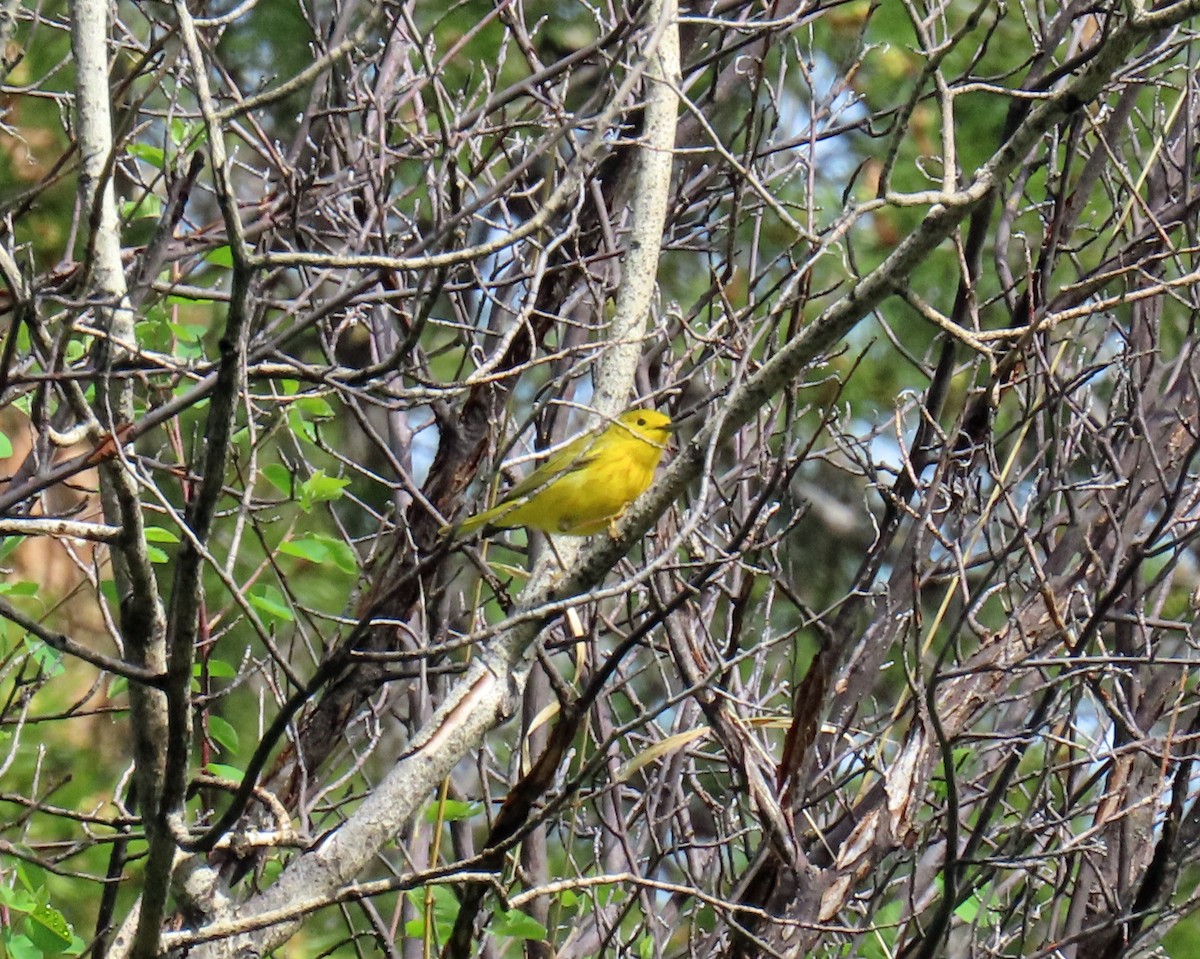 Yellow Warbler - ML620274085