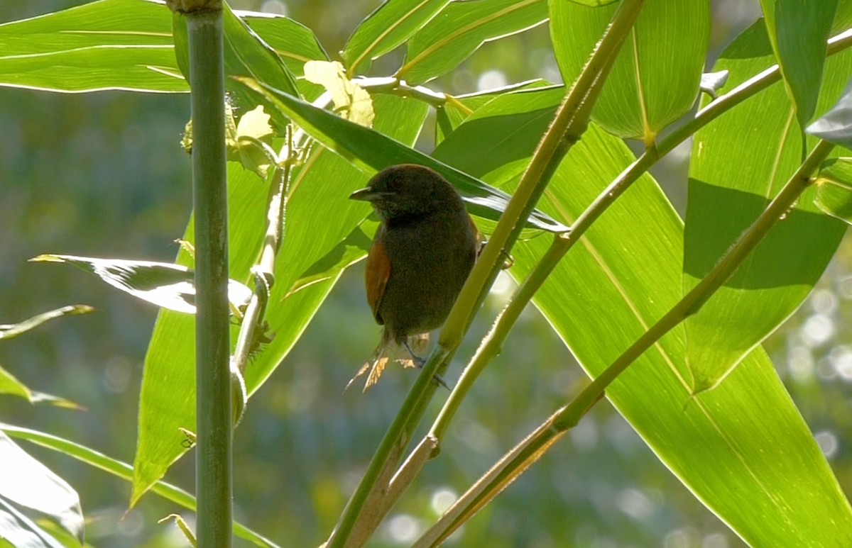 Slaty Spinetail - ML620274086