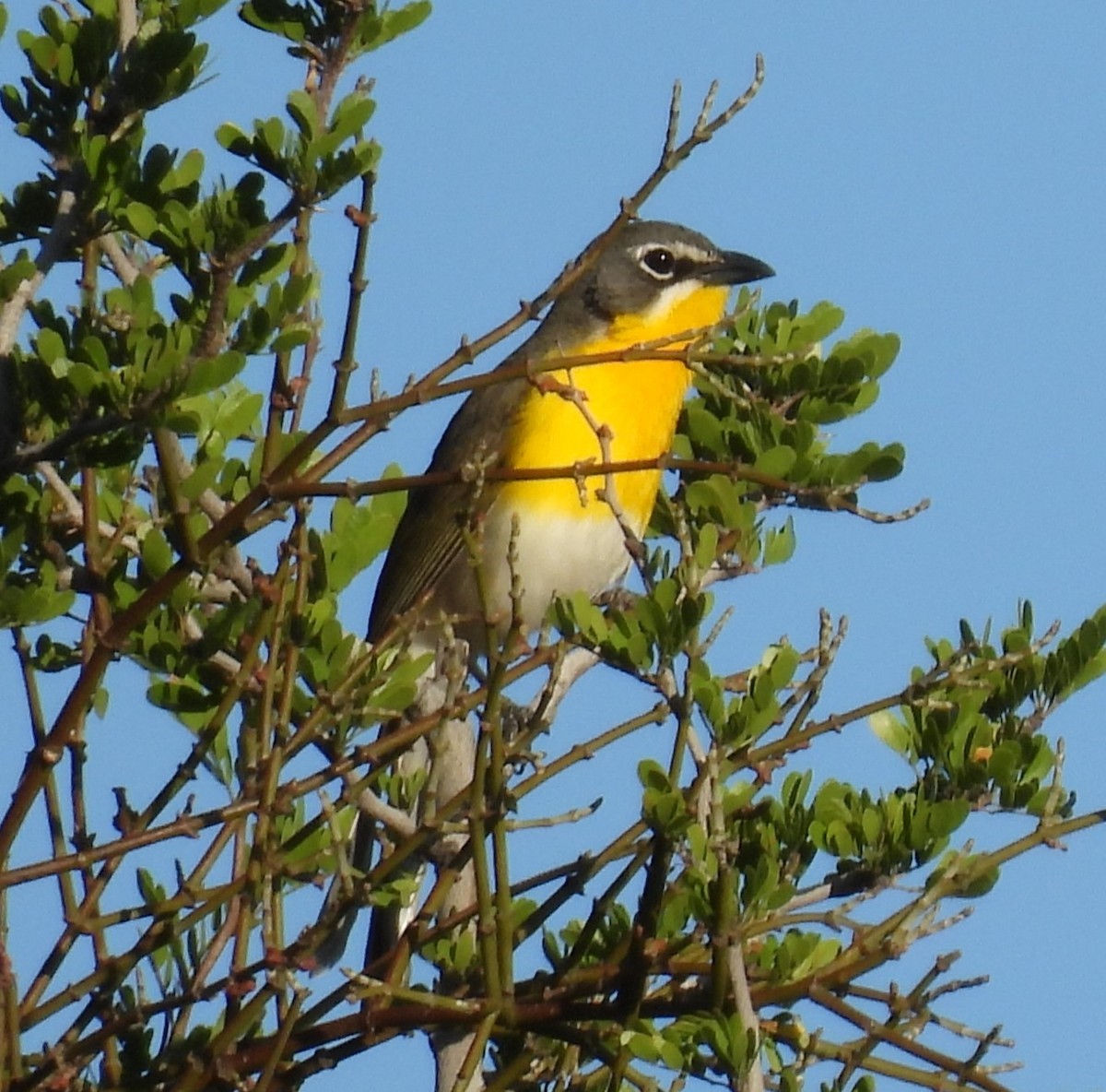 Yellow-breasted Chat - ML620274094