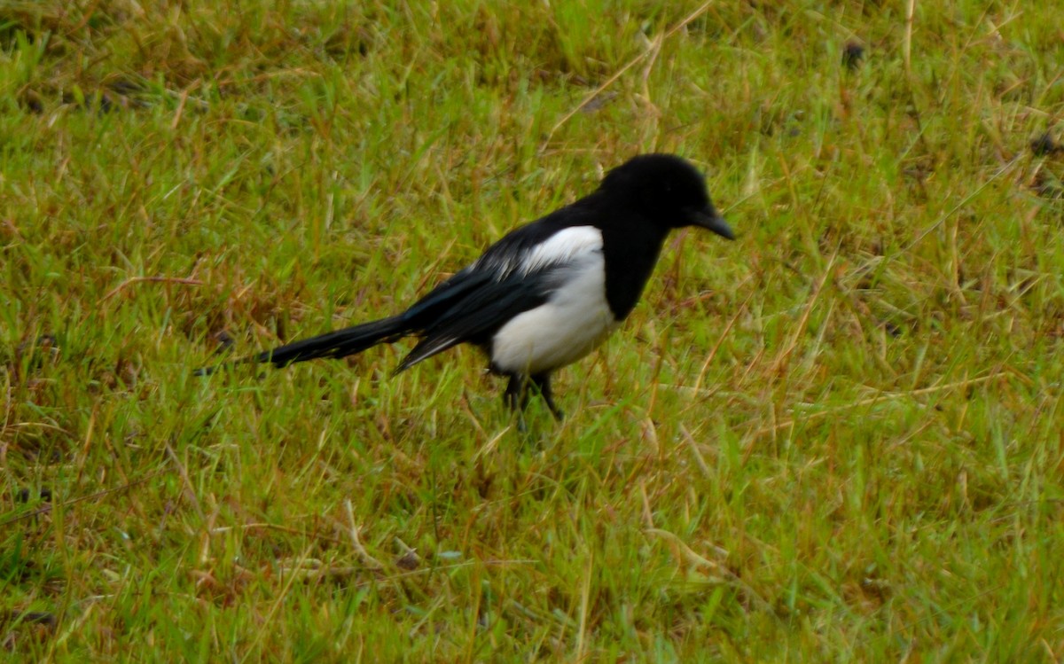 Eurasian Magpie - ML620274097