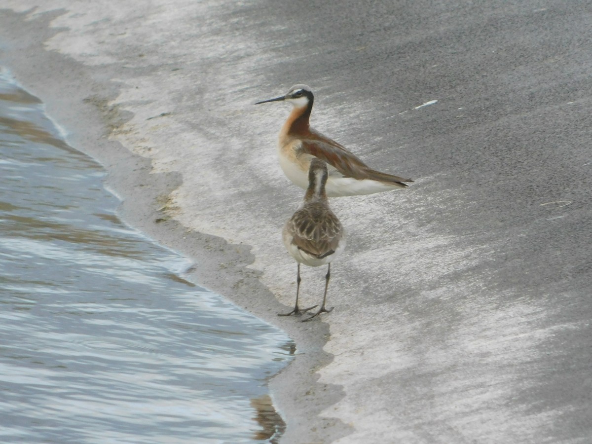 Wilson's Phalarope - ML620274102