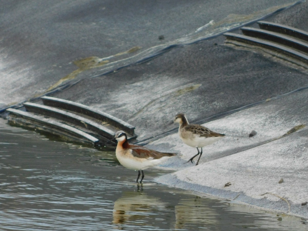 Wilson's Phalarope - ML620274105