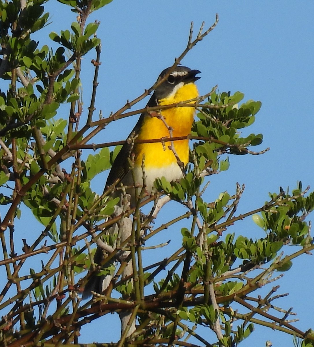 Yellow-breasted Chat - ML620274108