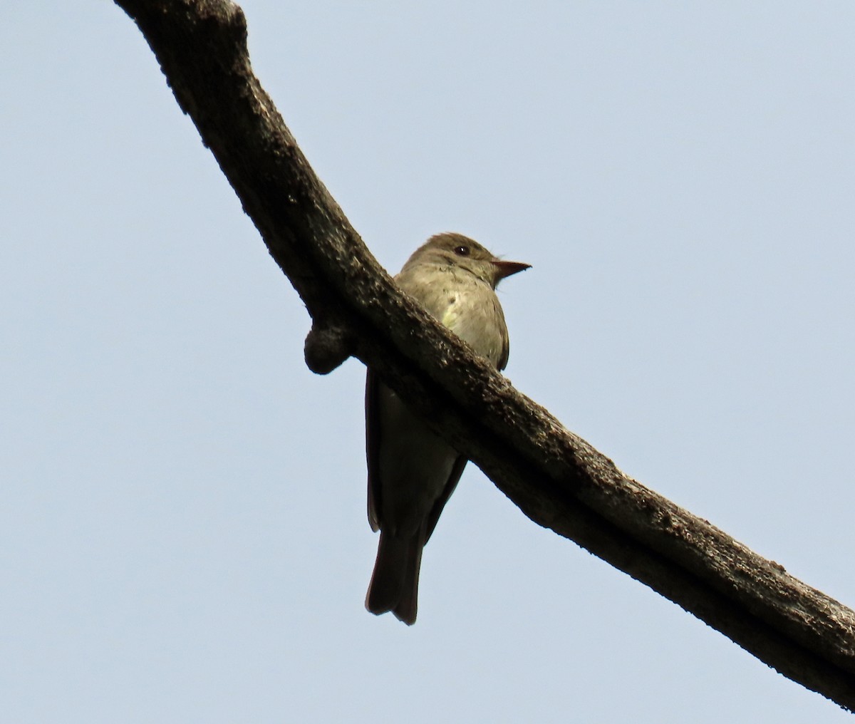 Western Wood-Pewee - ML620274109