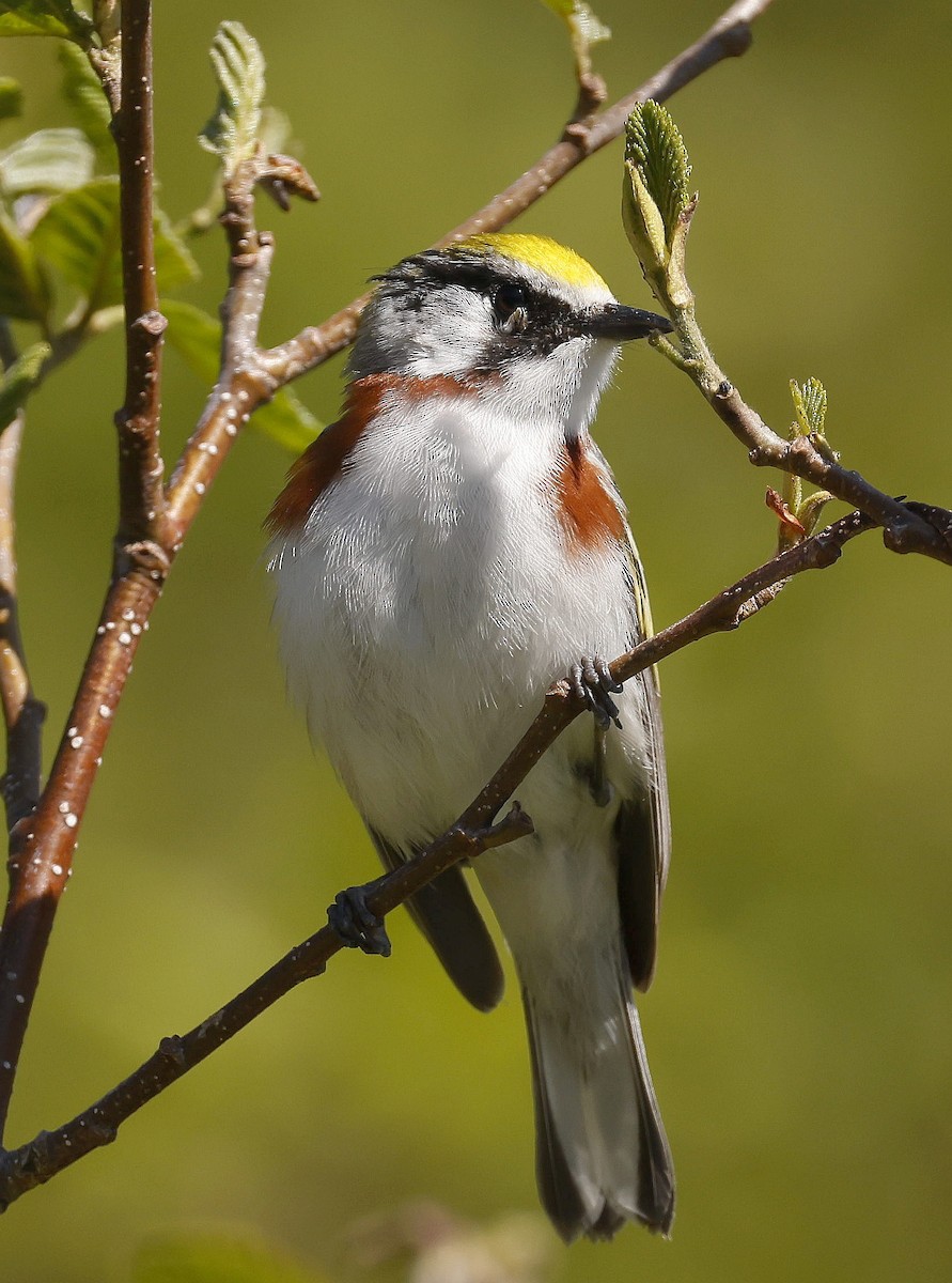 Chestnut-sided Warbler - ML620274111