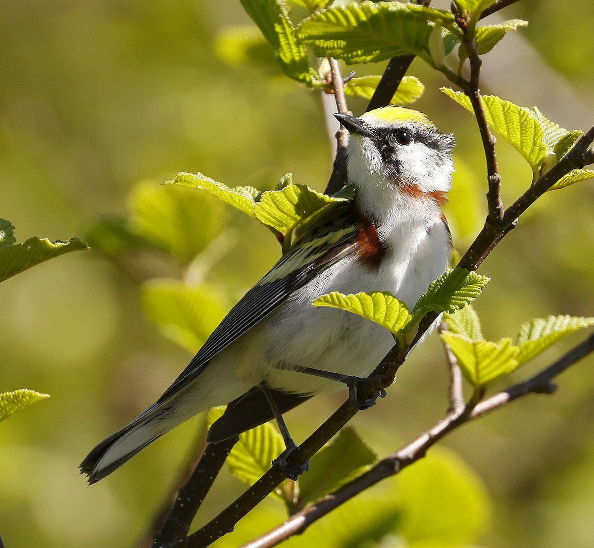 Chestnut-sided Warbler - ML620274113