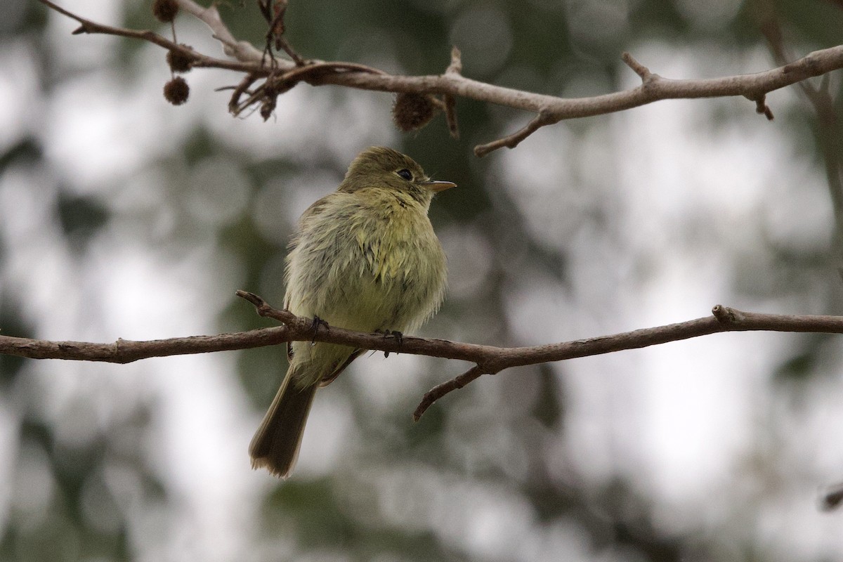 Western Flycatcher (Pacific-slope) - ML620274118