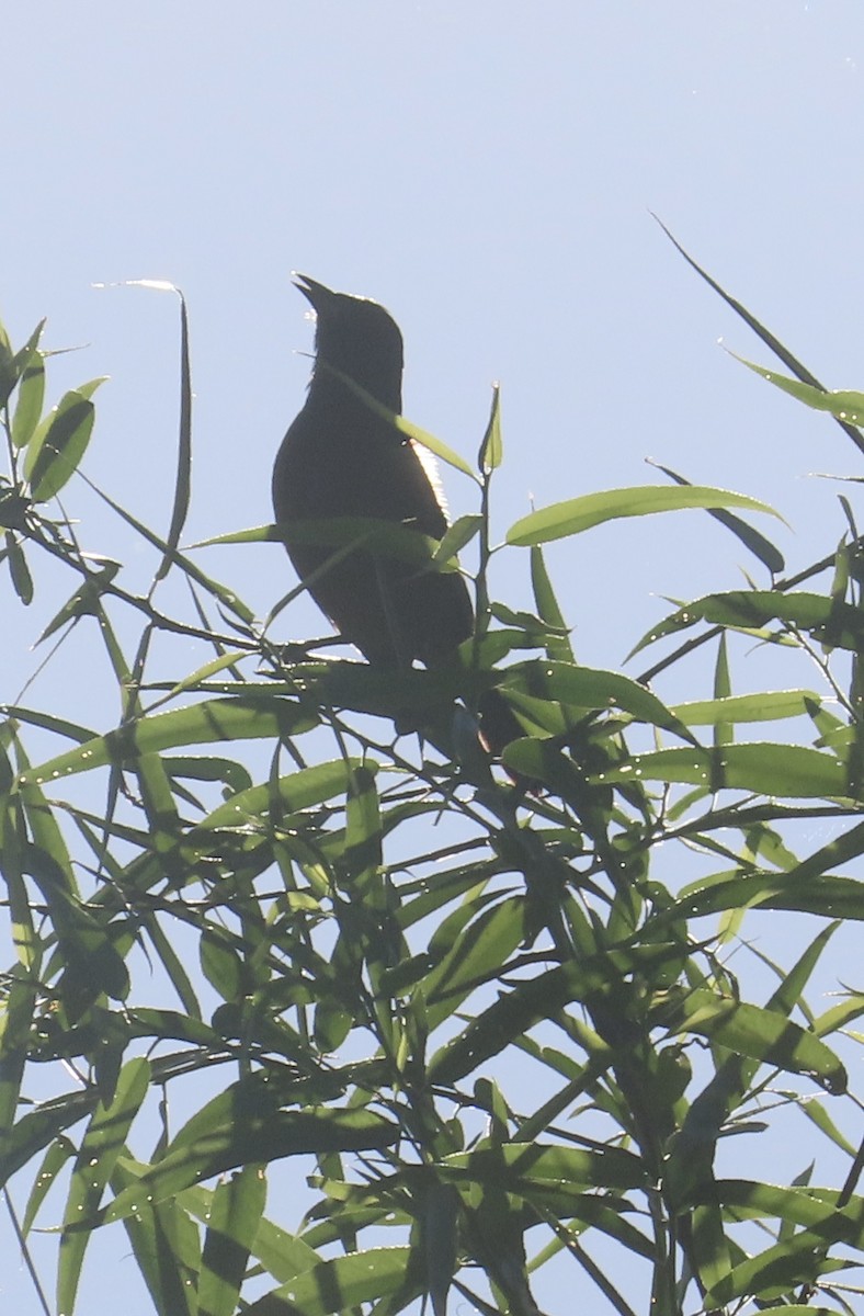 Orchard Oriole - ML620274120