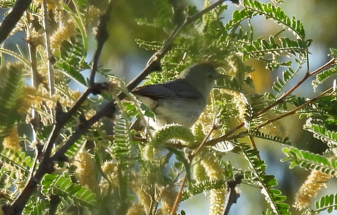 Lucy's Warbler - ML620274121