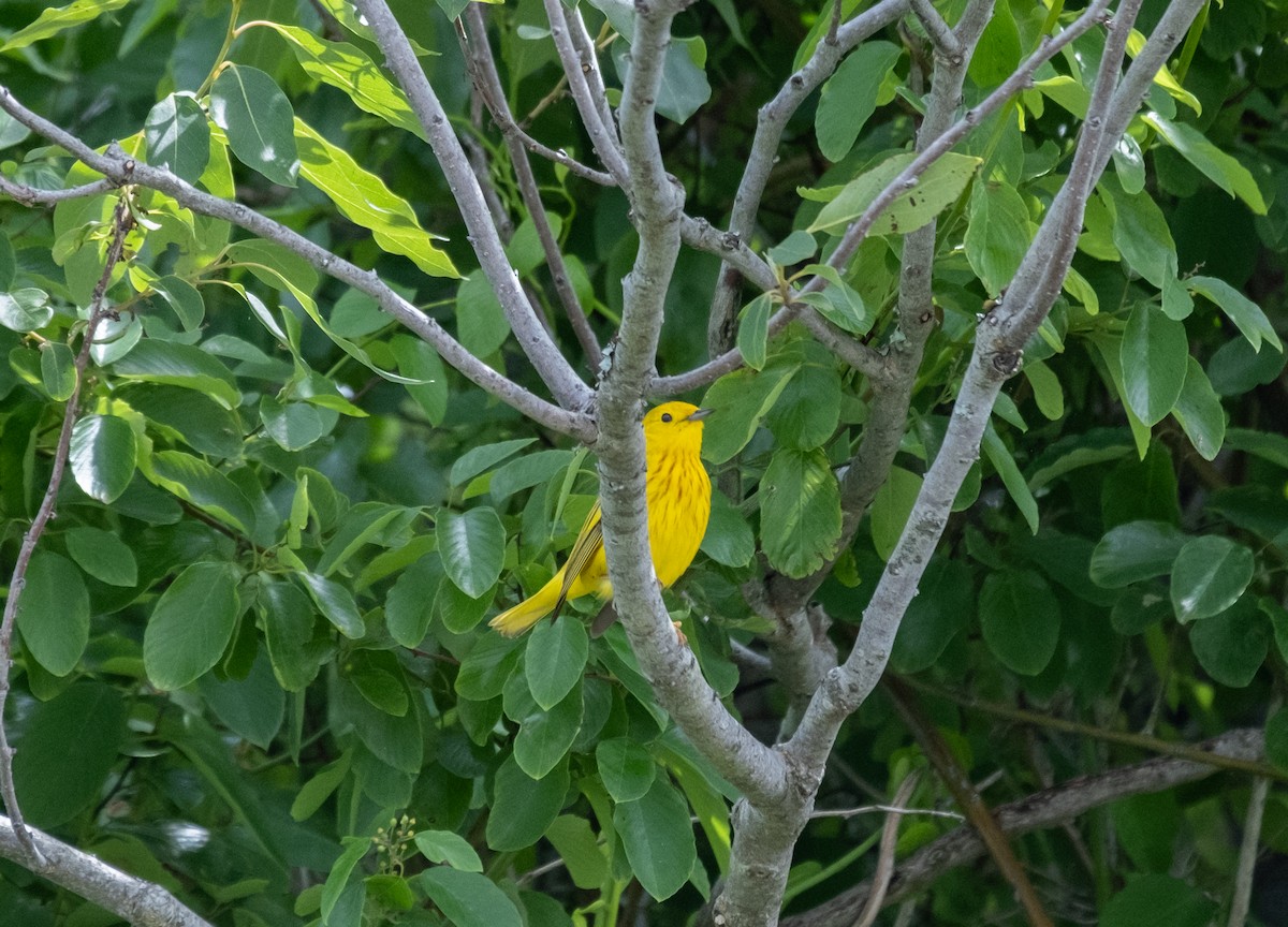 Yellow Warbler - ML620274122