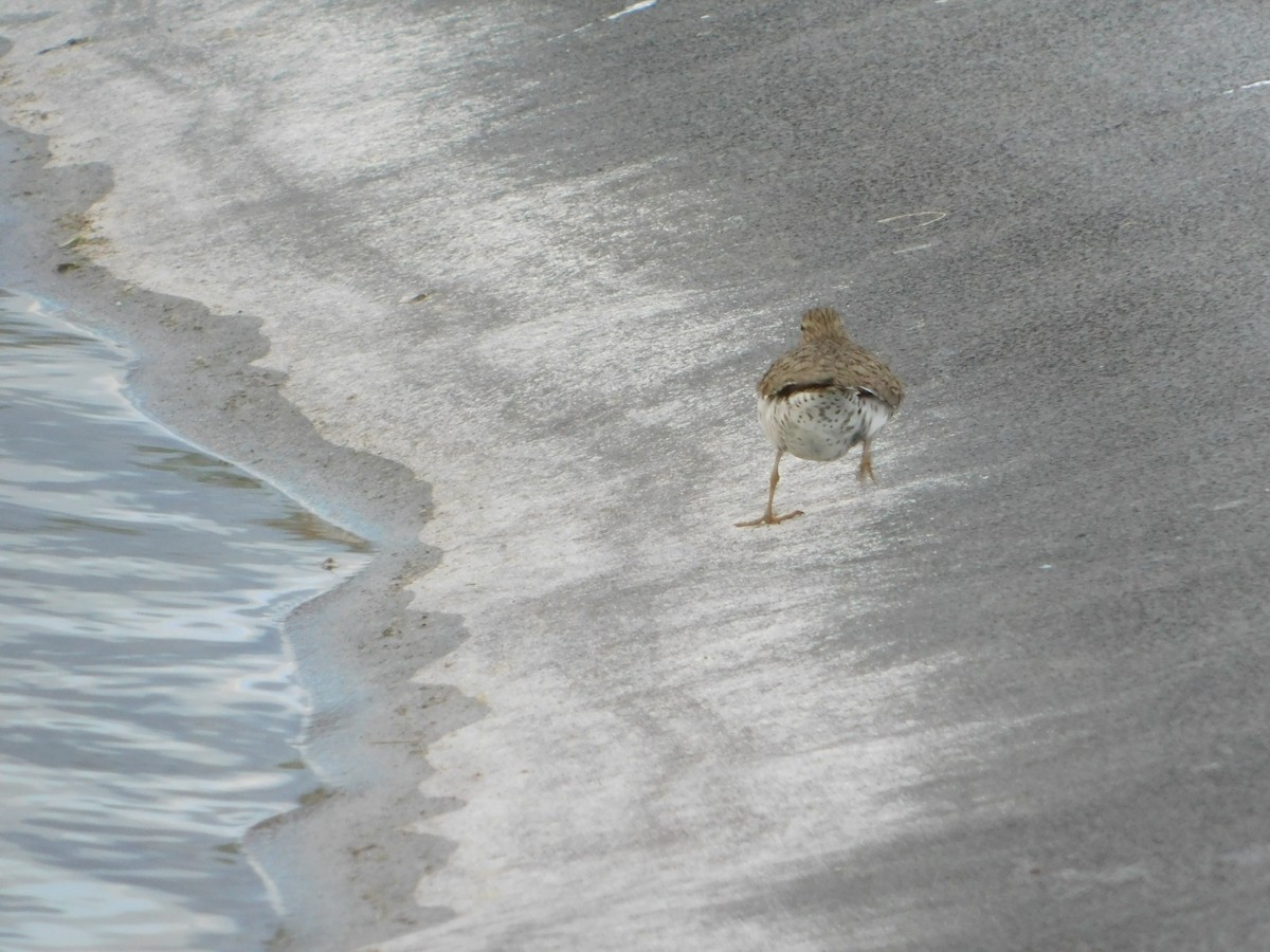 Spotted Sandpiper - ML620274127