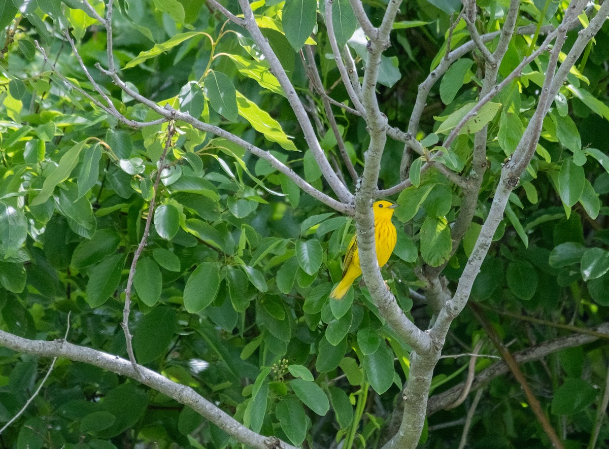 Yellow Warbler - ML620274128