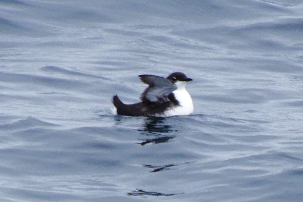 Scripps's Murrelet - ML620274130