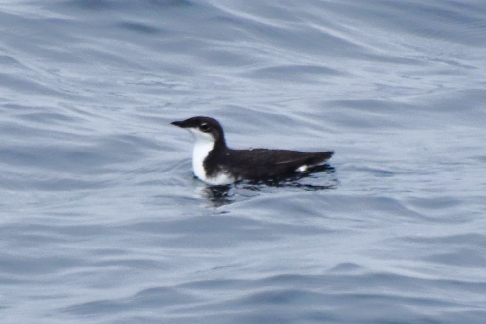 Scripps's Murrelet - ML620274131