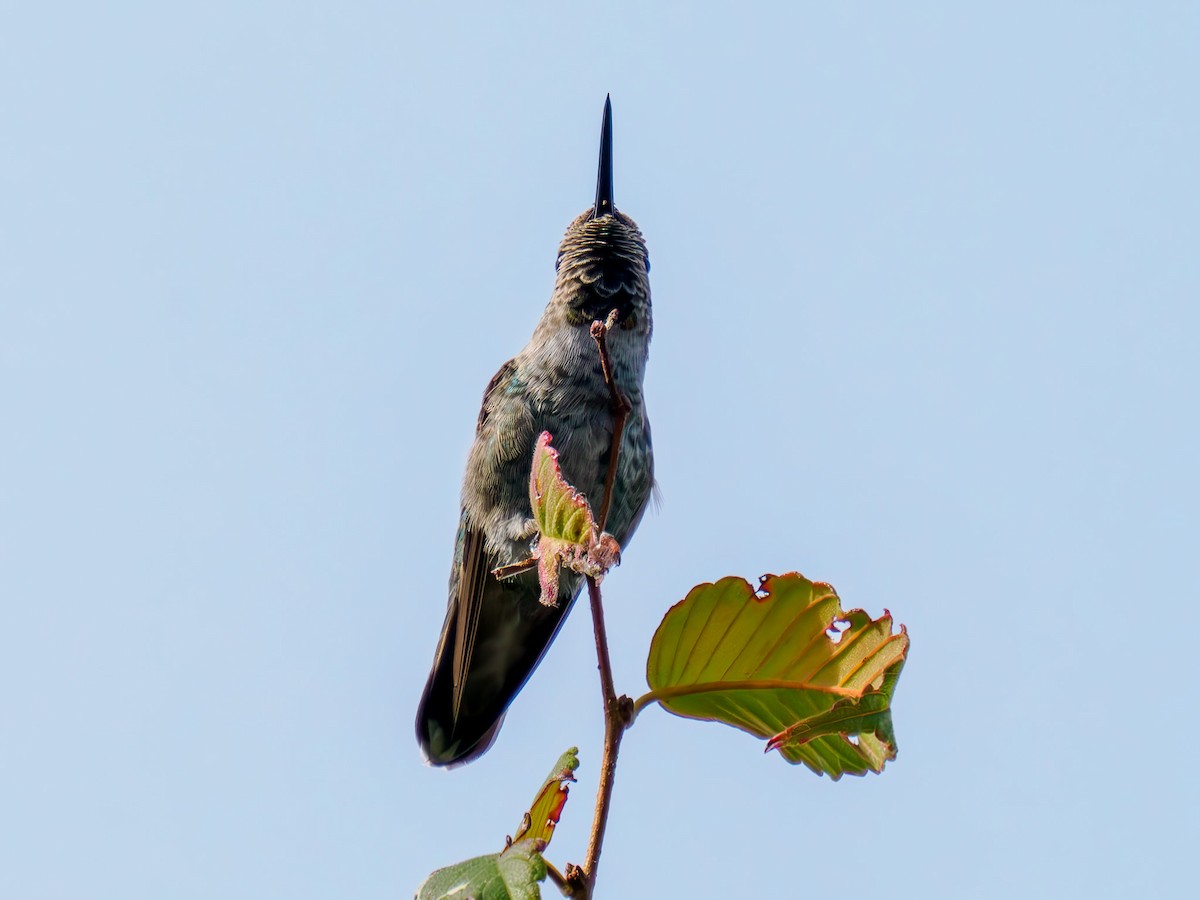 Anna's Hummingbird - ML620274132