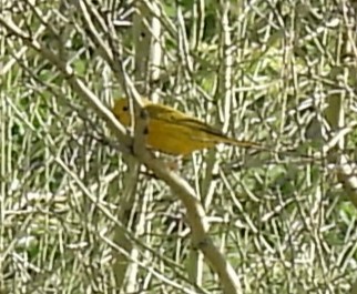 Yellow Warbler - ML620274134