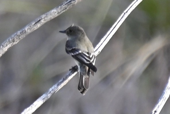 Western Wood-Pewee - ML620274135