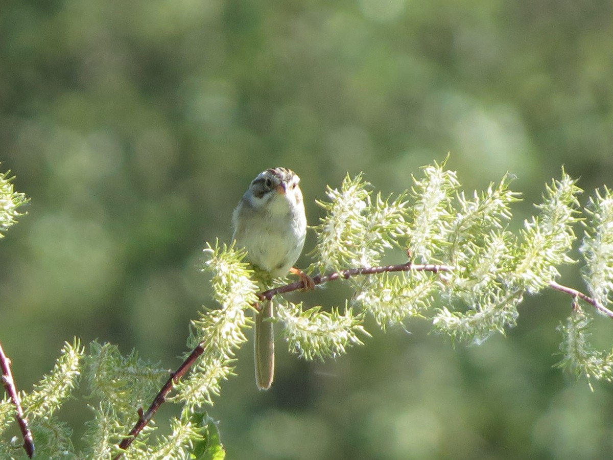 Clay-colored Sparrow - ML620274140