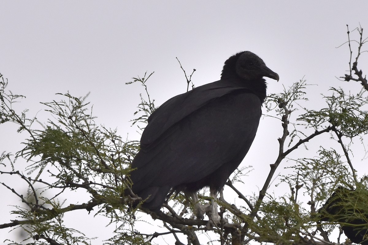 Black Vulture - ML620274141