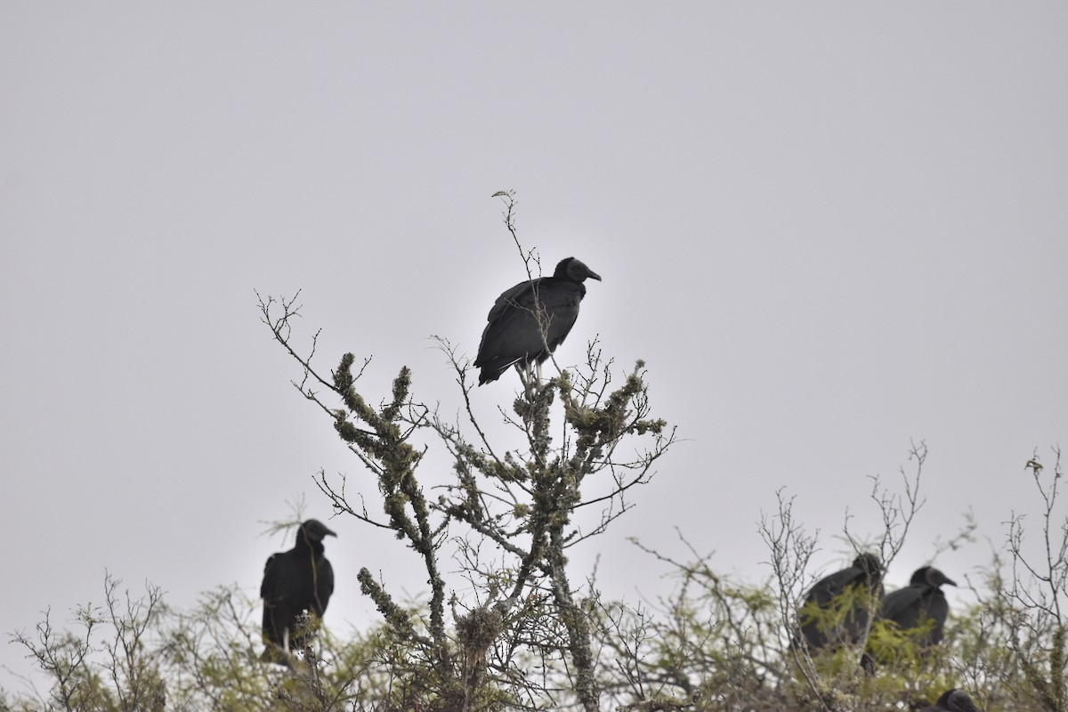 Black Vulture - ML620274142