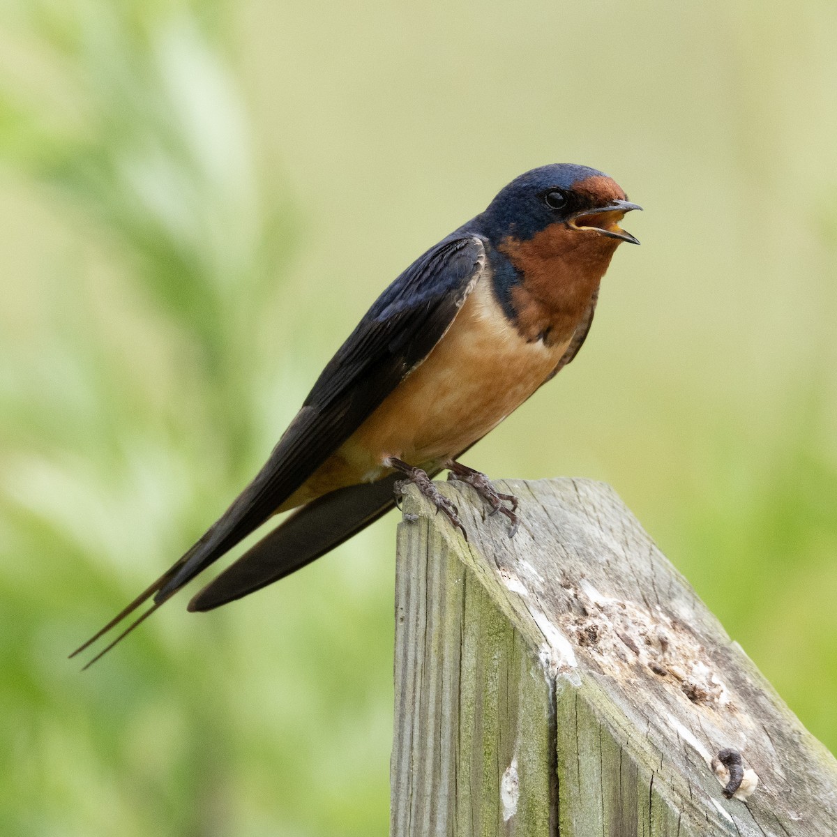 Barn Swallow - ML620274149