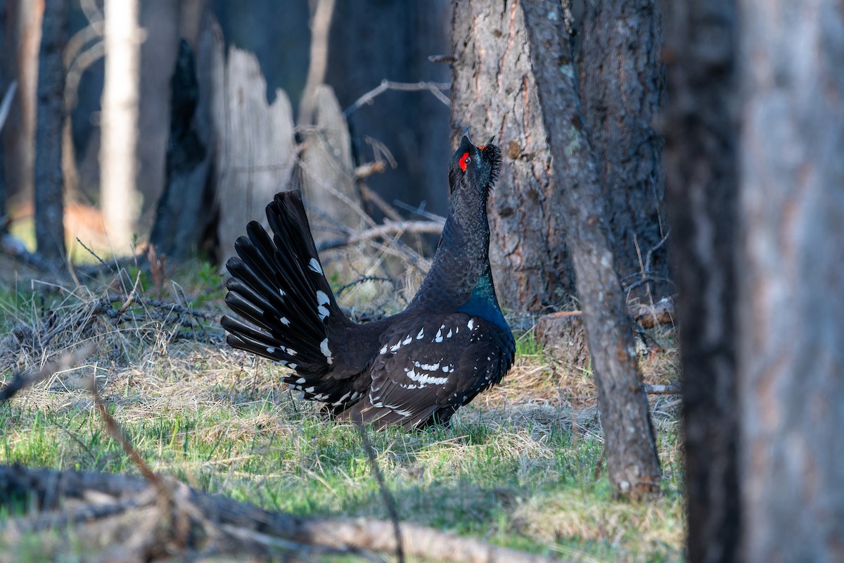 Black-billed Capercaillie - ML620274155