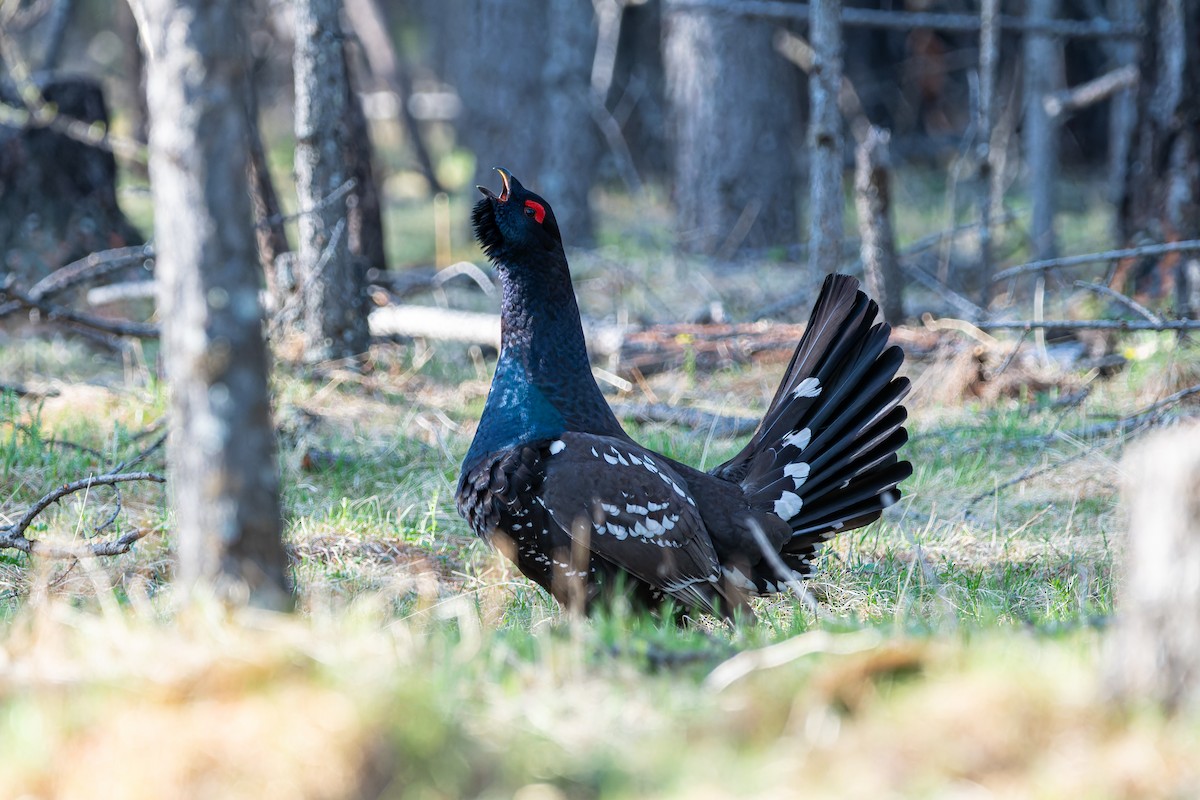 Black-billed Capercaillie - ML620274156